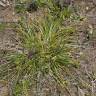 Fotografia 4 da espécie Carex demissa do Jardim Botânico UTAD