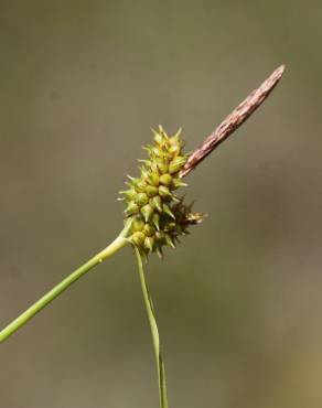 Fotografia 5 da espécie Carex demissa no Jardim Botânico UTAD