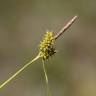 Fotografia 5 da espécie Carex demissa do Jardim Botânico UTAD