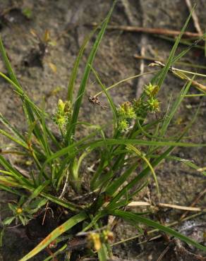 Fotografia 6 da espécie Carex demissa no Jardim Botânico UTAD