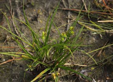 Fotografia da espécie Carex demissa