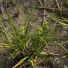 Fotografia 6 da espécie Carex demissa do Jardim Botânico UTAD