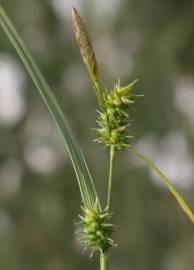 Fotografia da espécie Carex demissa