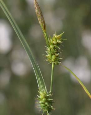 Fotografia 7 da espécie Carex demissa no Jardim Botânico UTAD