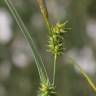 Fotografia 7 da espécie Carex demissa do Jardim Botânico UTAD