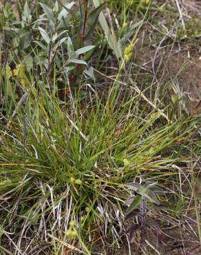 Fotografia 8 da espécie Carex demissa no Jardim Botânico UTAD