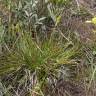 Fotografia 8 da espécie Carex demissa do Jardim Botânico UTAD