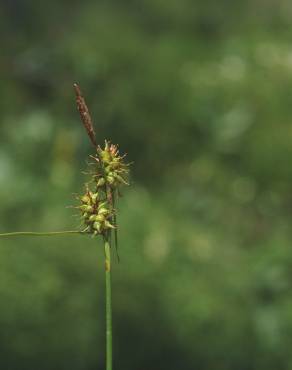 Fotografia 9 da espécie Carex demissa no Jardim Botânico UTAD