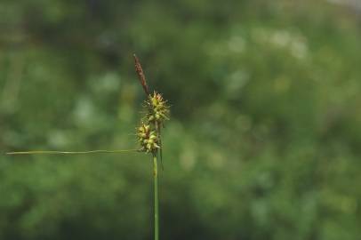 Fotografia da espécie Carex demissa