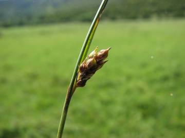 Fotografia da espécie Carex distans