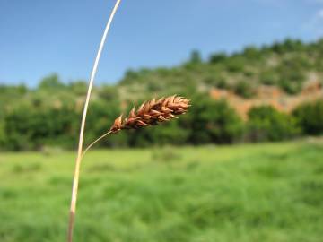 Fotografia da espécie Carex distans