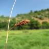 Fotografia 10 da espécie Carex distans do Jardim Botânico UTAD