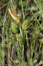 Fotografia da espécie Carex extensa