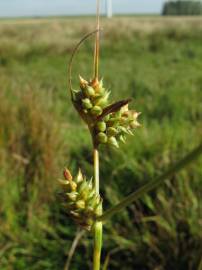 Fotografia da espécie Carex extensa