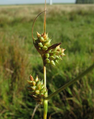 Fotografia de capa Carex extensa - do Jardim Botânico