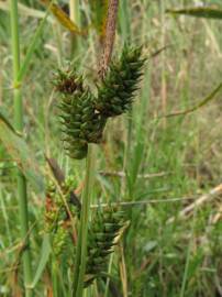 Fotografia da espécie Carex extensa