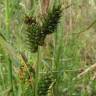 Fotografia 7 da espécie Carex extensa do Jardim Botânico UTAD