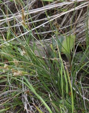 Fotografia 8 da espécie Carex extensa no Jardim Botânico UTAD