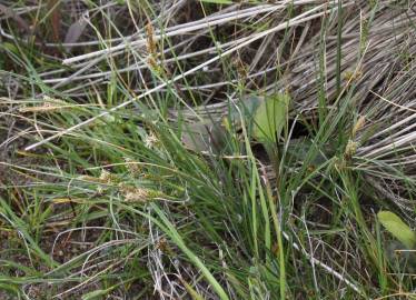 Fotografia da espécie Carex extensa