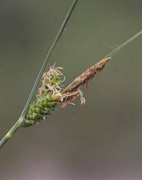 Fotografia 9 da espécie Carex extensa no Jardim Botânico UTAD