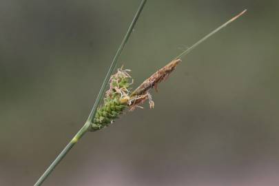 Fotografia da espécie Carex extensa