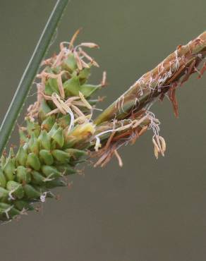Fotografia 10 da espécie Carex extensa no Jardim Botânico UTAD