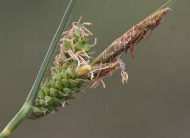 Fotografia da espécie Carex extensa