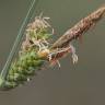 Fotografia 10 da espécie Carex extensa do Jardim Botânico UTAD