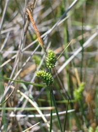 Fotografia da espécie Carex extensa