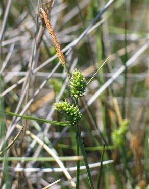 Fotografia 11 da espécie Carex extensa no Jardim Botânico UTAD