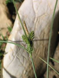 Fotografia da espécie Carex extensa