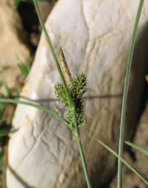 Fotografia 12 da espécie Carex extensa no Jardim Botânico UTAD