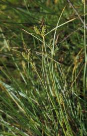 Fotografia da espécie Carex extensa