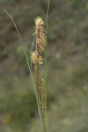 Fotografia da espécie Carex flacca