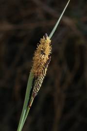 Fotografia da espécie Carex flacca