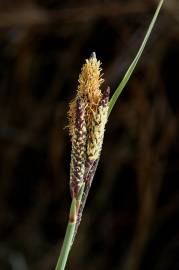 Fotografia da espécie Carex flacca