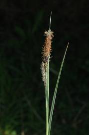 Fotografia da espécie Carex flacca