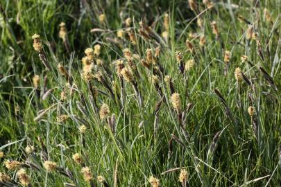 Fotografia da espécie Carex flacca