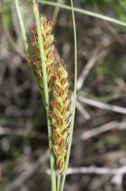 Fotografia da espécie Carex flacca