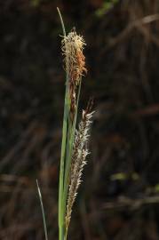 Fotografia da espécie Carex flacca