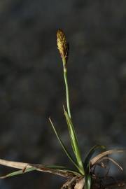 Fotografia da espécie Carex halleriana