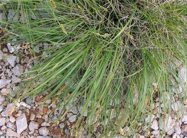 Fotografia da espécie Carex halleriana