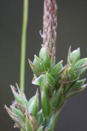 Fotografia da espécie Carex halleriana