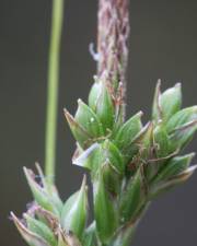 Fotografia da espécie Carex halleriana