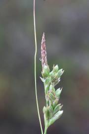 Fotografia da espécie Carex halleriana