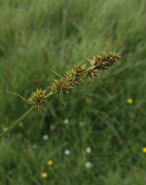 Fotografia 13 da espécie Carex otrubae no Jardim Botânico UTAD