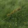 Fotografia 13 da espécie Carex otrubae do Jardim Botânico UTAD