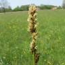 Fotografia 16 da espécie Carex otrubae do Jardim Botânico UTAD