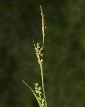 Fotografia 5 da espécie Carex panicea no Jardim Botânico UTAD