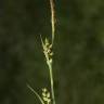 Fotografia 5 da espécie Carex panicea do Jardim Botânico UTAD